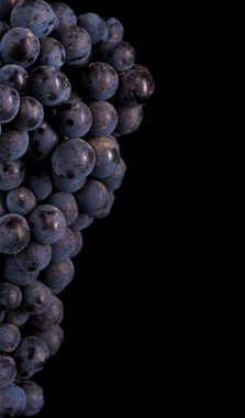 Portre, koyu siyah izole arka plan, makro çekim, su düşük ışıkta üzüm demet keser, berry taş 