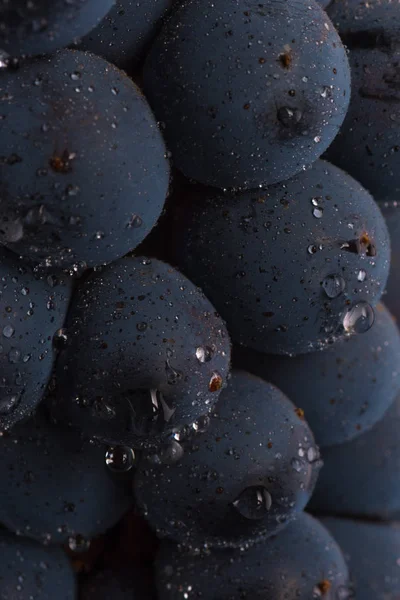 Närbild, mörka gäng druva i svagt ljus på svart isolerade bakgrund, makro skott, vatten droppar, bär sten — Stockfoto