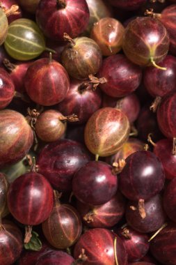 Üstten Görünüm kırmızı bektaşi üzümü meyve. Doğal arka plan.