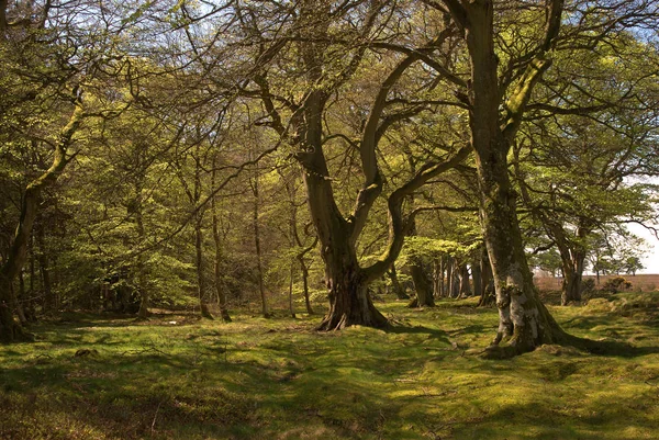 Edge of old forest near Greenlaw, Scottish Borders — Stock Photo, Image