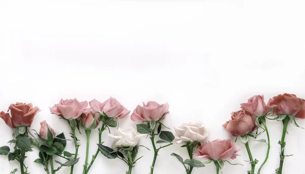 Естественные розы на белом фоне — стоковое фото