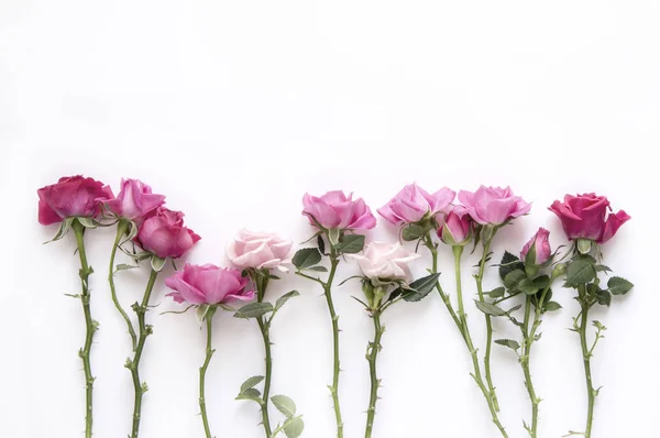 Rosas naturais sobre fundo branco — Fotografia de Stock