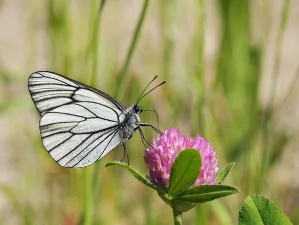 Ein Schmetterling trinkt Nektar auf einer Kleeblume. — Stockfoto