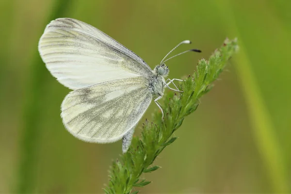 A borboleta senta-se na grama verde . — Fotografia de Stock