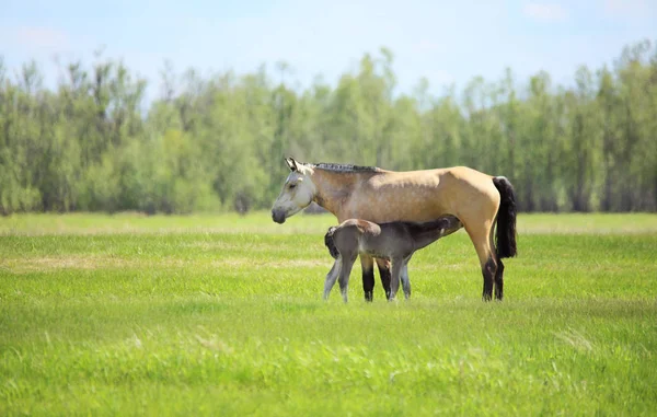 Foal sucks milk from a mare. — Stock Photo, Image