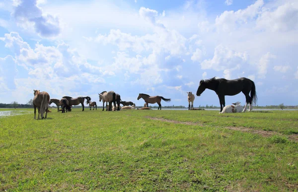 Tay ile çayır üzerinde atları tutun.