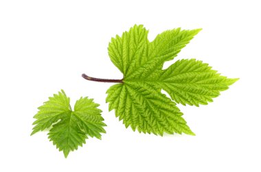 Atlama izole closeup yaprakları.