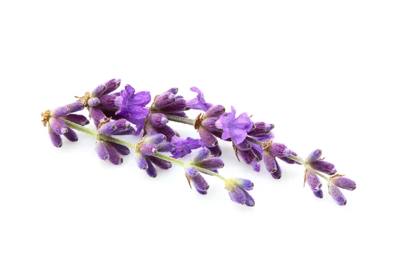 Lavendel blommor isolerade. — Stockfoto