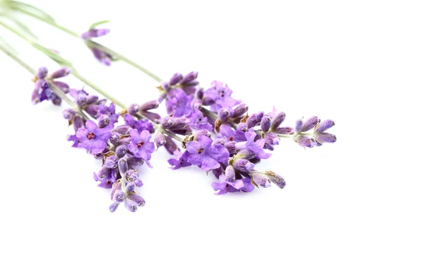 Flores de lavanda isoladas . — Fotografia de Stock