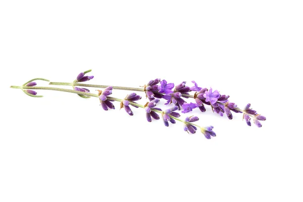 Lavendel blommor isolerade. — Stockfoto