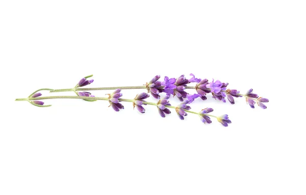 Zweig von frischem Lavendel isoliert. — Stockfoto