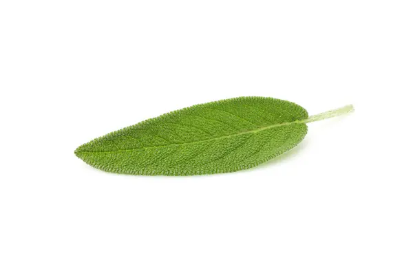 Una hoja de salvia fresca . —  Fotos de Stock