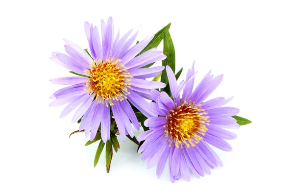 Purple asters close-up. — Stock fotografie