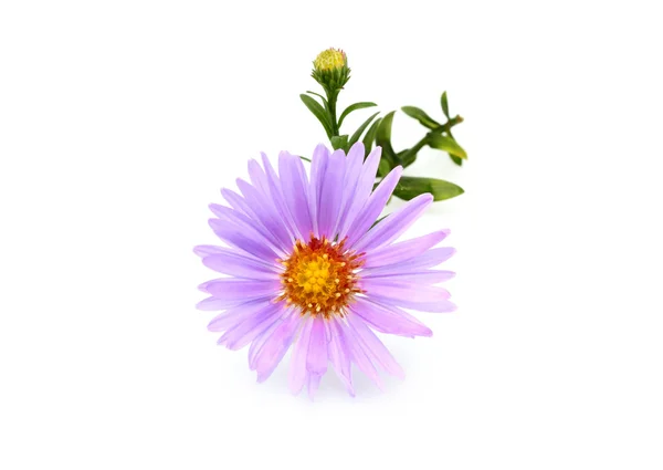 Small Aster purple isolated. — Stock fotografie