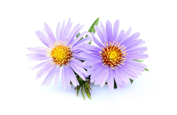 Purple asters isolated. — Stock Photo, Image