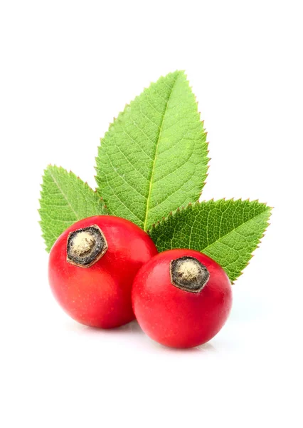 Rose hip med bladen närbild. — Stockfoto