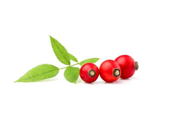 Rosehip isolated with leaves. — Stock Photo, Image