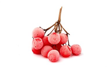 Donmuş dal kartopu, guelder rose, izole guelder.