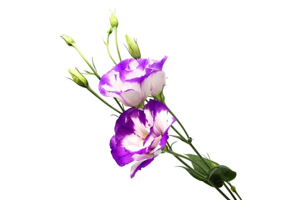 Virágok Eustoma grandiflorum. — Stock Fotó