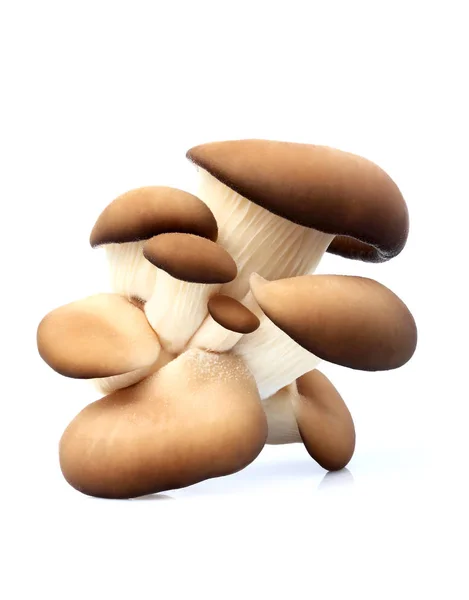 The oyster mushrooms. — Stock Photo, Image