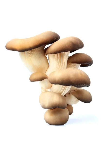 Oyster mushrooms closeup isolated. — Stock Photo, Image