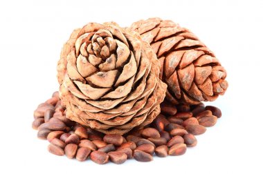 Sedir kozalakları ve fındık.