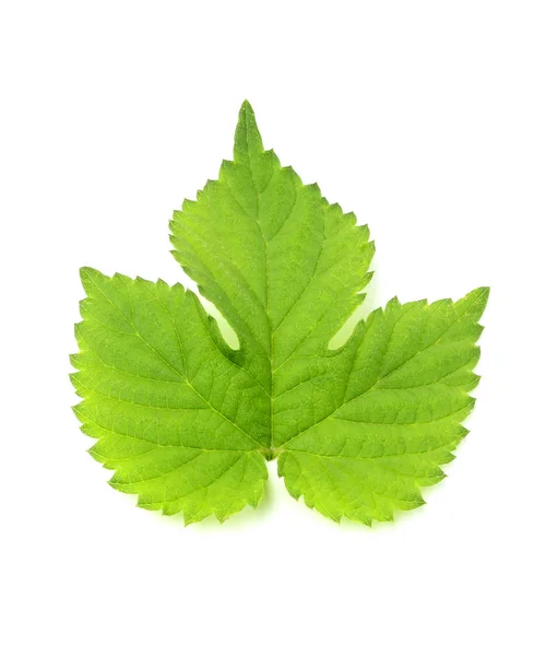 Isolated leaf hops. — Stock Photo, Image
