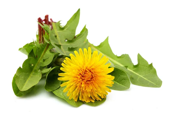 Flor de diente de león con hojas frescas aisladas sobre fondo blanco . —  Fotos de Stock