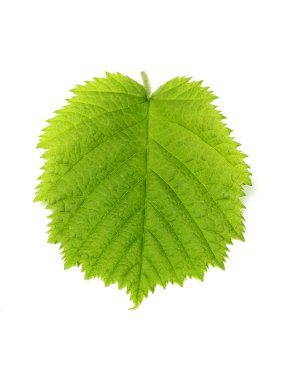 Beyaz bir arka plan üzerinde izole yaprak fındık.