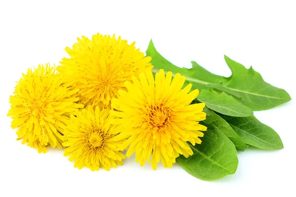 Çiçekler dandelions yaprakları yakın çekim ile.