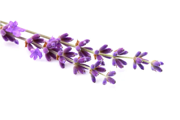 Branch of fresh lavender isolated. — Stock Photo, Image