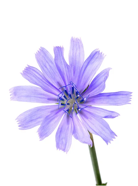 Cichorium intybus blomma närbild isolerade. — Stockfoto