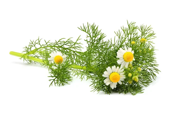 Wild chamomile, Matricaria  isolated. — Stock Photo, Image