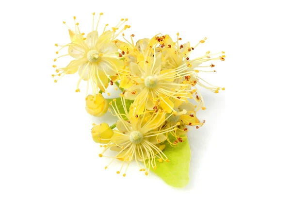 Linden flowers closeup. — Stock Photo, Image