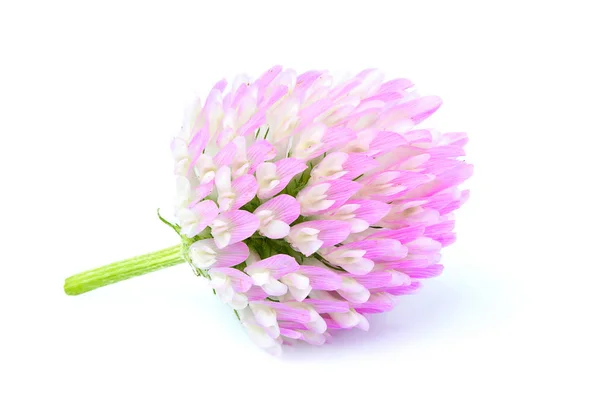 Τριφύλλι λουλούδι closeup απομονωμένες. — Φωτογραφία Αρχείου