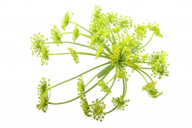 Yeşil yabani Rezene Çiçekler portre.