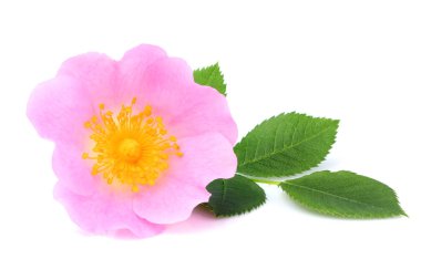 Yabani gül çiçek ile izole bırakır.