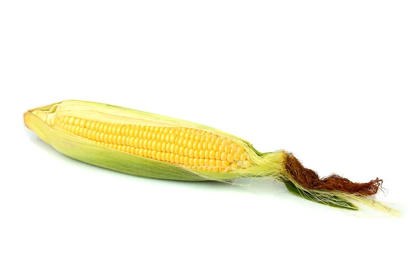 Nyers fül kukorica, elszigetelt. — Stock Fotó