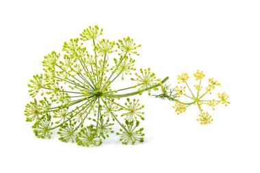 Wild fennel flowers closeup isolated. clipart