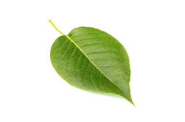 İzole armut ağacının taze yaprak.