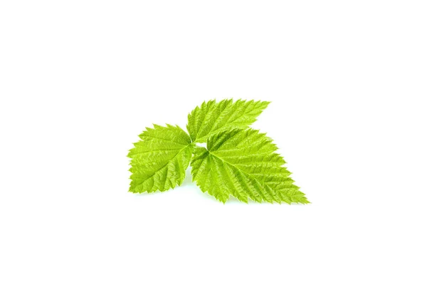 Isolated fresh BlackBerry leaf closeup. — Stock Photo, Image