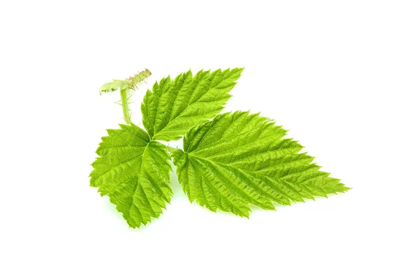 Fresh Blackberry leaf isolated. — Stock Photo, Image