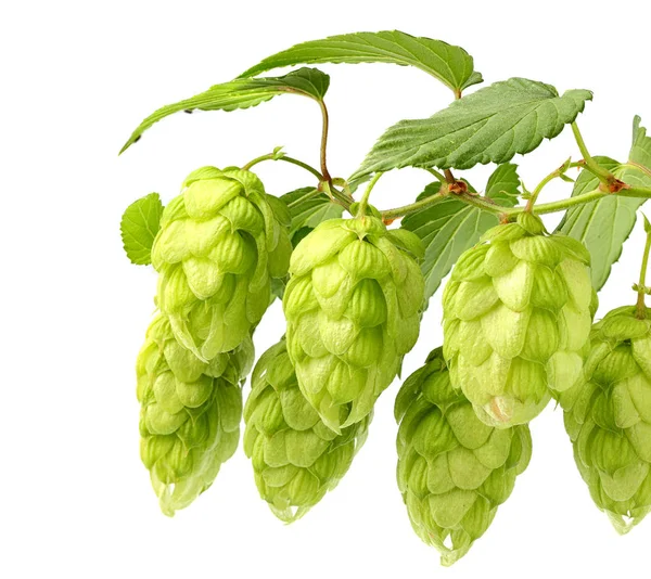 Hanging fresh branches hop with leaves isolated. — Stock Photo, Image