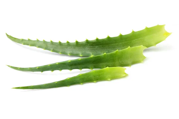 Aloe vera liść na białym tle zbliżenie. — Zdjęcie stockowe