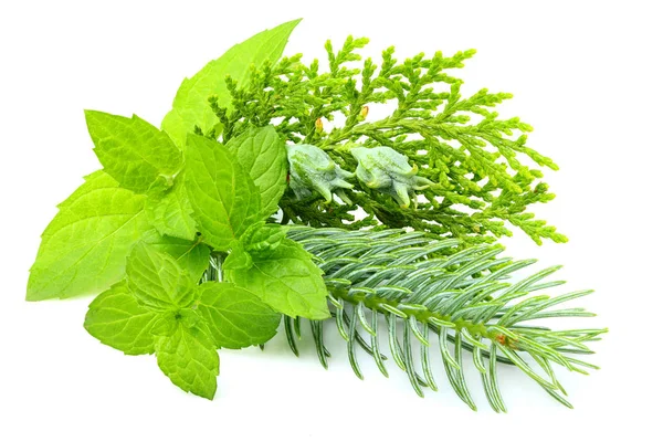 Menta de planta con ramas de abeto y primer plano de abeto . —  Fotos de Stock