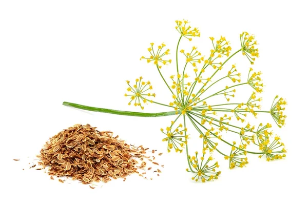 Green wild fennel flowers with dry seeds isolated — Stock Photo, Image