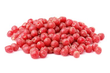 Kırmızı deniz topalak. İzole Shepherdia.Buffaloberry.Red berry .