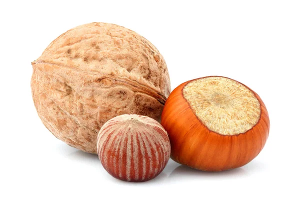 Walnut with hazelnut in the shell. — Stock Photo, Image