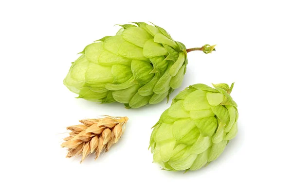 Grüner Hopfen und Ähren von Gerste. Stockbild