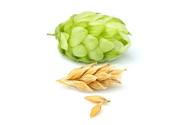 Houblon vert avec épis d'orge . — Photo